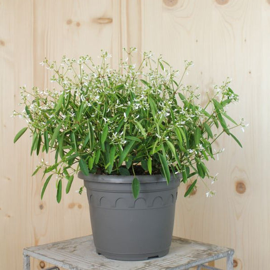 Zauberschnee Diamond Frost: Dauerblühender Sommerflor ideal für Insekten