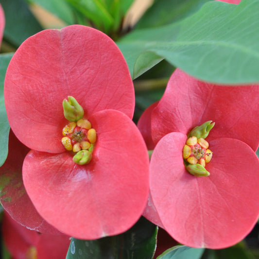 Christusdorn (Euphorbia milii) – Immergrüne Zimmerpflanze mit roten Blüten