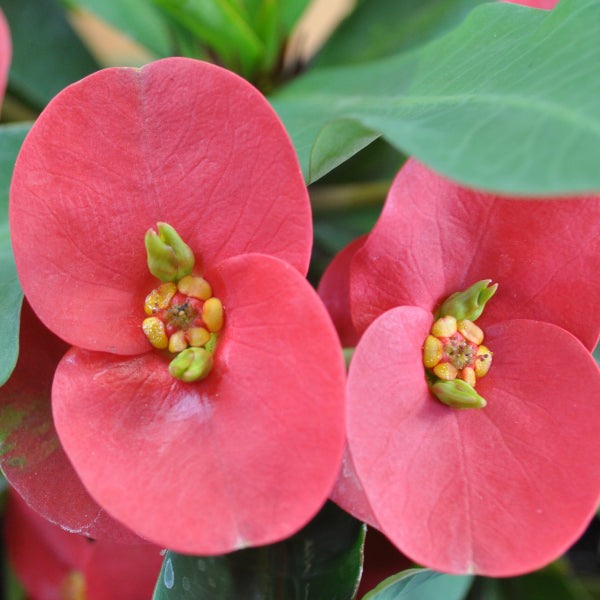 Christusdorn (Euphorbia milii) – Immergrüne Zimmerpflanze mit roten Blüten