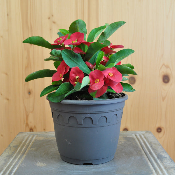 Christusdorn (Euphorbia milii) – Immergrüne Zimmerpflanze mit roten Blüten