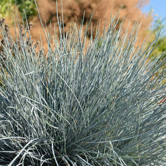 Garten-Blauschwingel - Festuca cinerea Azurit