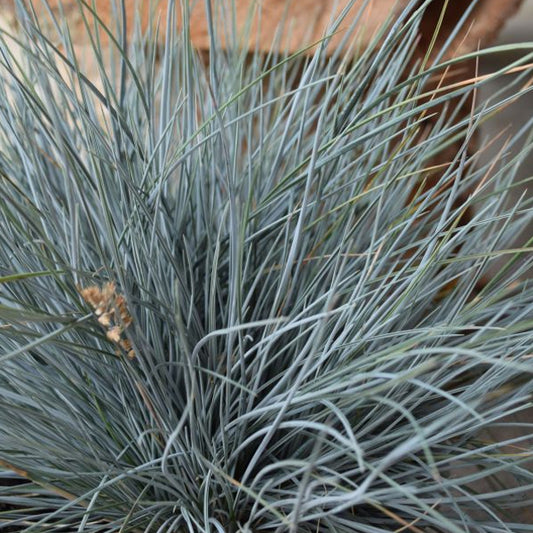 Blau-Schwingel - Festuca cinerea Easy Blue