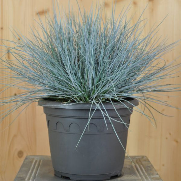 Garten-Blauschwingel Azurit – eisblaues Ziergras aus Schweizer Produktion