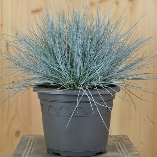 Garten-Blauschwingel Azurit – eisblaues Ziergras aus Schweizer Produktion