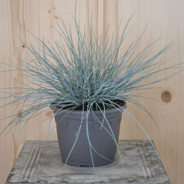Garten-Blauschwingel - Festuca cinerea Azurit