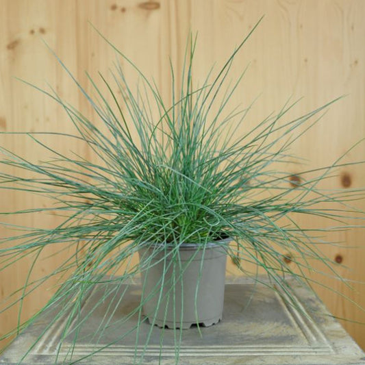Garten-Blauschwingel - Festuca cinerea Azurit