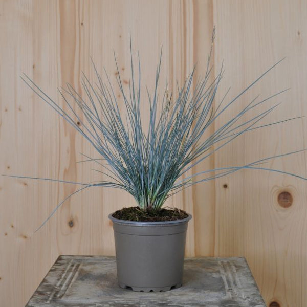 Blau-Schwingel Easy Blue – Ziergras mit bläulichem Akzent aus Schweizer Produktion