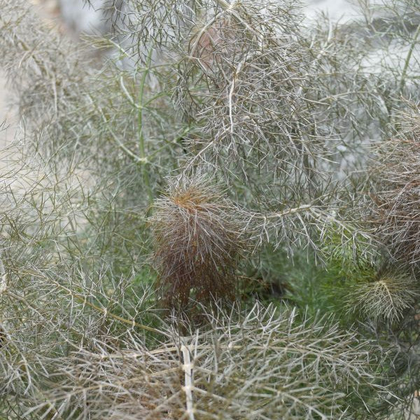 Fenchel 'Smokey' – Zierfenchel für naturnahe Gärten aus Schweizer Produktion