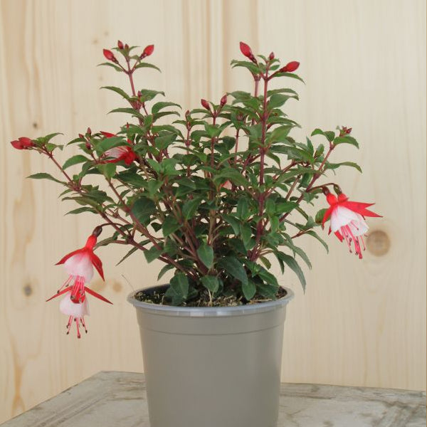 Garten-Fuchsie Diva Cherry & White – Saisonpflanze mit langanhaltender Blütenpracht