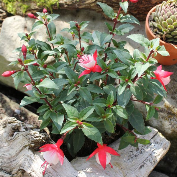 Garten-Fuchsie Diva Cherry & White – Saisonpflanze mit langanhaltender Blütenpracht