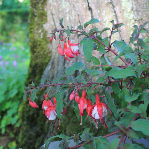 Garten-Fuchsie Diva Cherry & White – Saisonpflanze mit langanhaltender Blütenpracht
