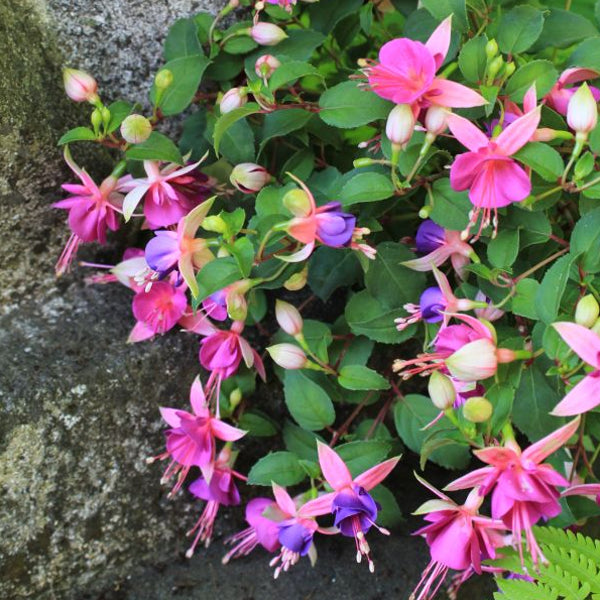 Garten-Fuchsie Diva Light Pink & Purple – Saisonpflanze für halbschattige Plätze