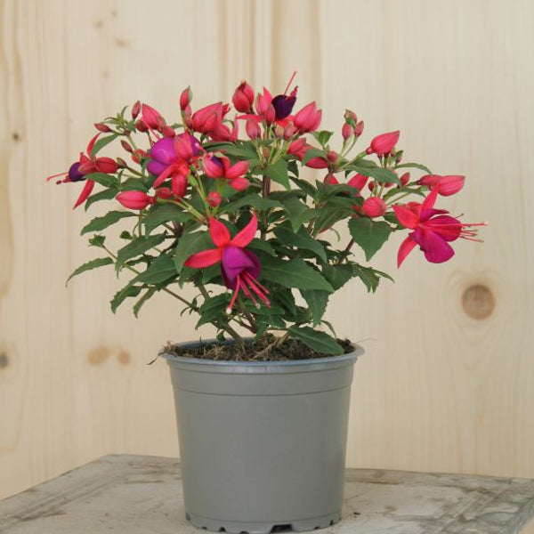 Fuchsia Diva Rose & Violet: Garten-Fuchsie im 12er Topf