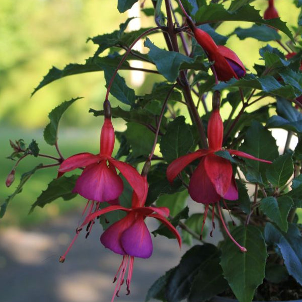 Fuchsia Diva Rose & Violet: Garten-Fuchsie im 12er Topf