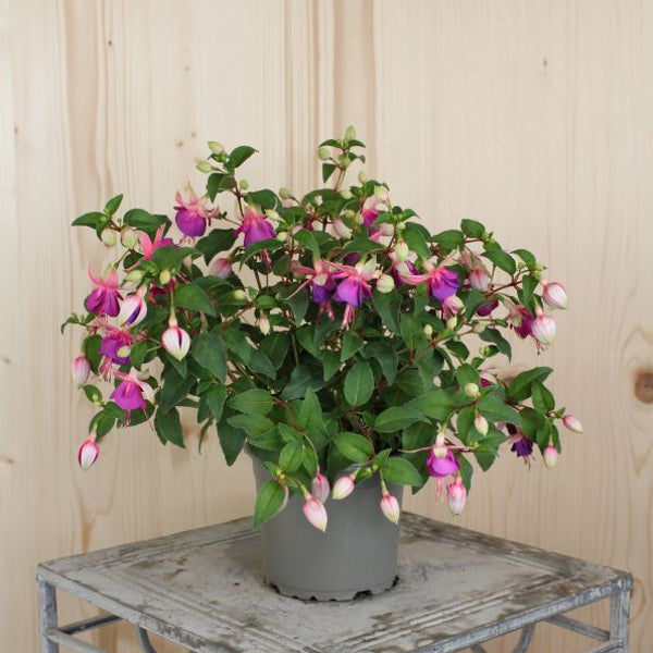 Garten-Fuchsie Diva Light Pink & Purple – Saisonpflanze für halbschattige Plätze