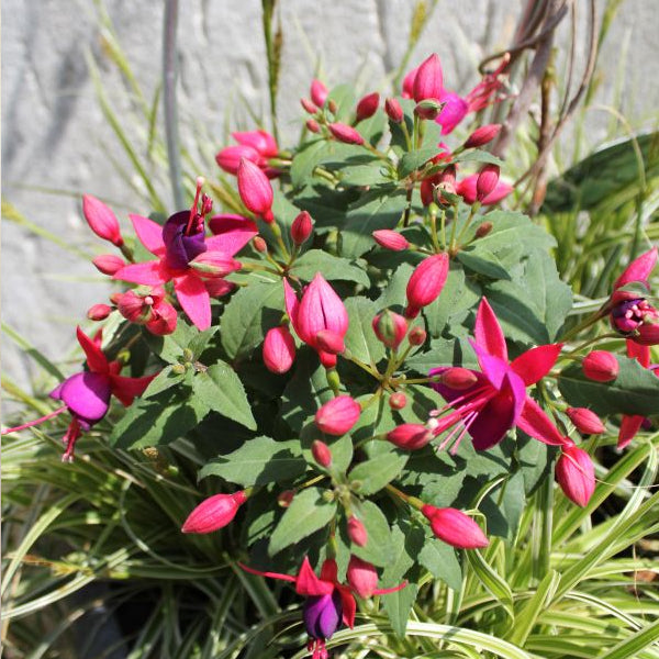 Fuchsia Diva Rose & Violet: Garten-Fuchsie im 12er Topf