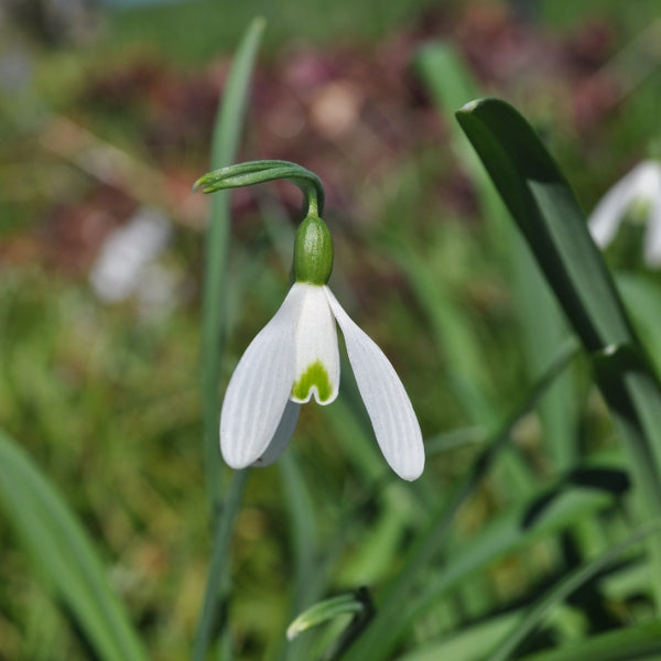 Kleines Schneeglöckchen - Galanthus