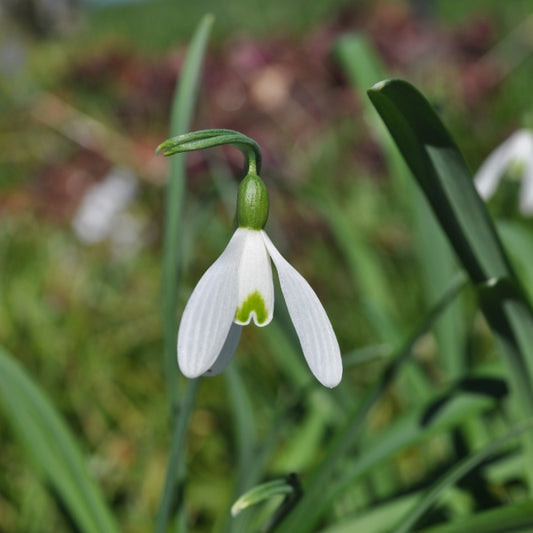 Kleines Schneeglöckchen - Galanthus