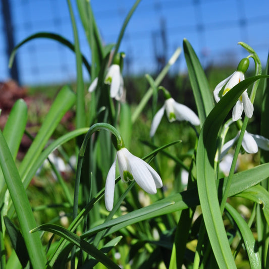 Kleines Schneeglöckchen - Galanthus