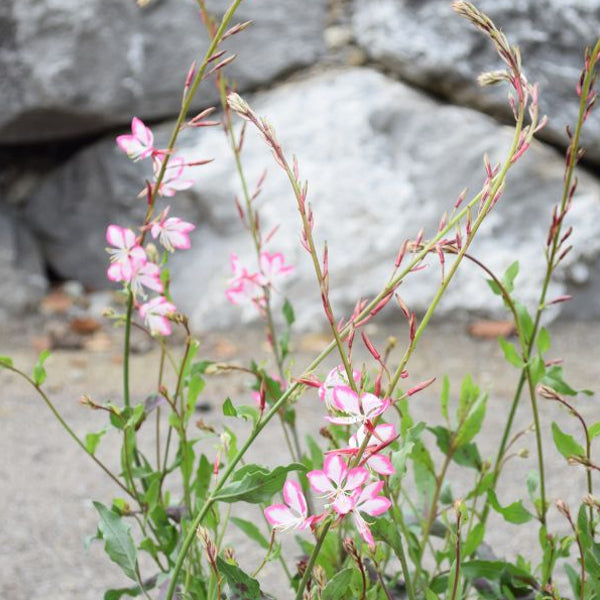 Prachtkerze Rosa – Saisonpflanze für Bienenfreunde