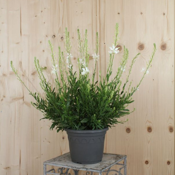 Prachtkerze Weiss – Saisonpflanze mit reicher Blüte, beliebt bei Bienen