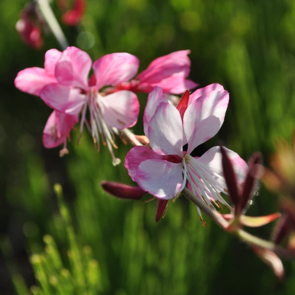 Prachtkerze Rosa – Saisonpflanze für Bienenfreunde