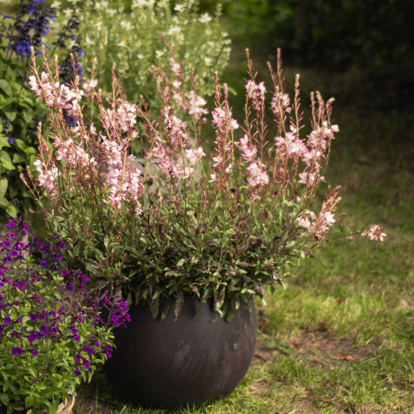 Prachtkerze Rosa – Saisonpflanze für Bienenfreunde