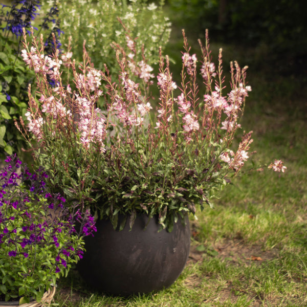 Prachtkerze Rosa – Saisonpflanze für Bienenfreunde
