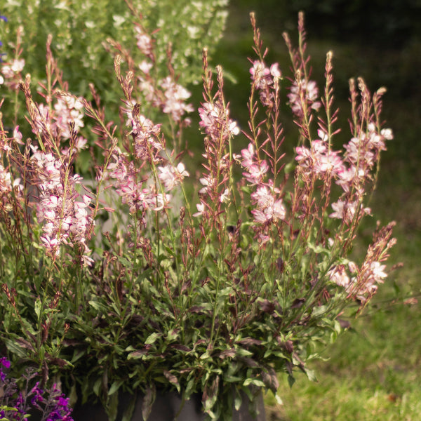 Prachtkerze rosa – Saisonpflanze für Insektenfreunde