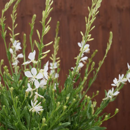 Prachtkerze Weiss – Saisonpflanze mit reicher Blüte, beliebt bei Bienen