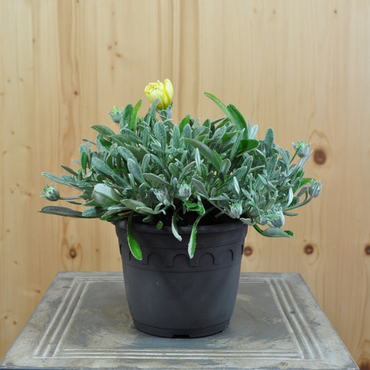 Mittagsgold Sun Stopper Lemon – Gelbe Gazania für sommerliche Blumenbeete
