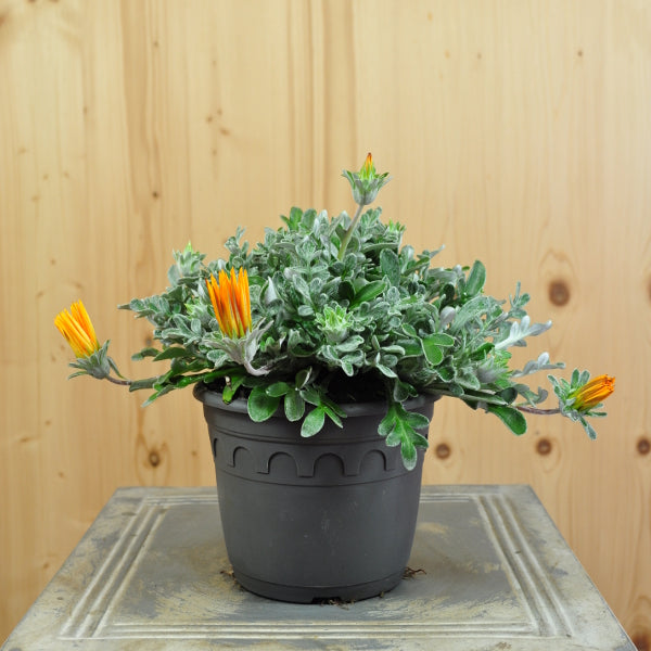 Mittagsgold Sun Stopper Orange – Sommerflor für sonnige Standorte
