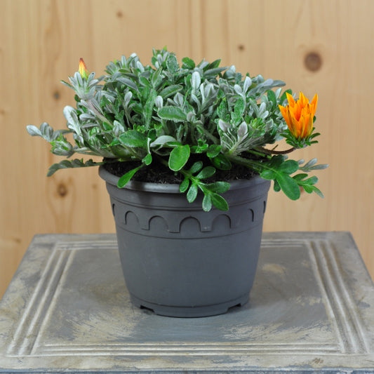 Mittagsgold Sun Stopper Orange – Sommerflor für sonnige Standorte
