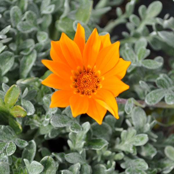 Mittagsgold Sun Stopper Orange – Sommerflor für sonnige Standorte