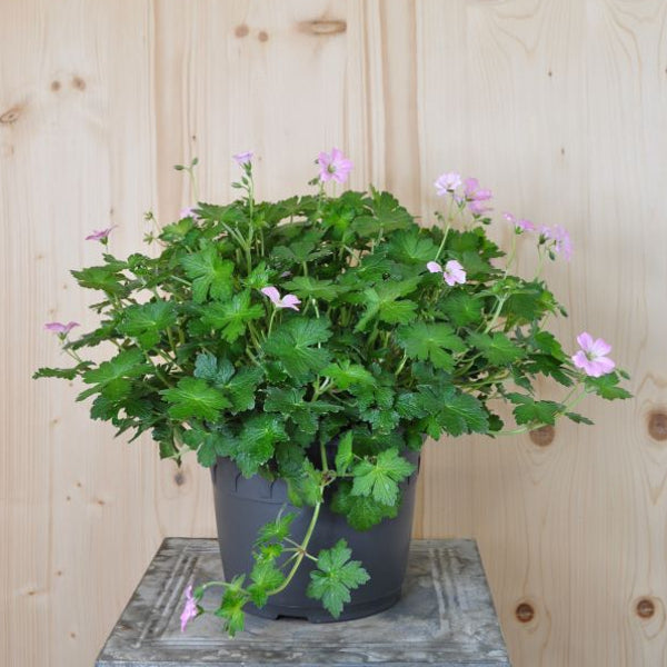 Winterharter Storchschnabel Dreamland – Bienenfreundliche Blütenstaude aus der Schweiz