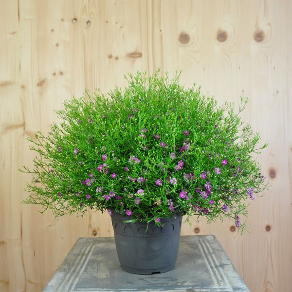 Mauergipskraut Gypsophila muralis Gypsy Pink im 14er Topf