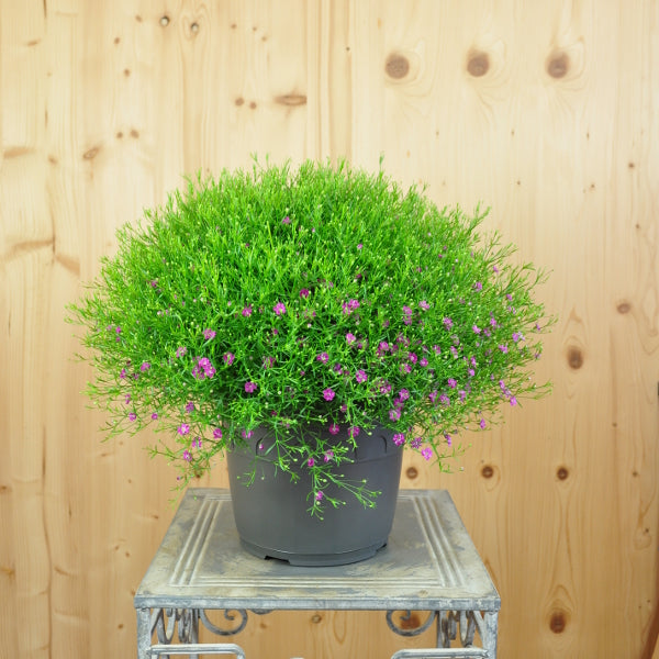 Mauergipskraut Gypsophila muralis Gypsy Pink – Pinke Blütenpracht aus Schweizer Produktion