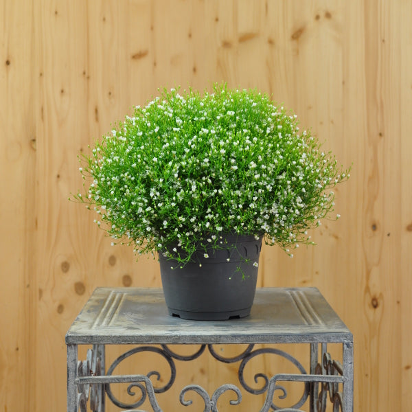Mauergipskraut Gypsophila muralis Gypsy Weiss im 14er Topf