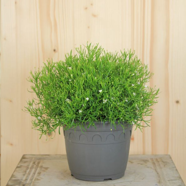 Mauergipskraut Gypsophila muralis Gypsy Weiss im 14er Topf