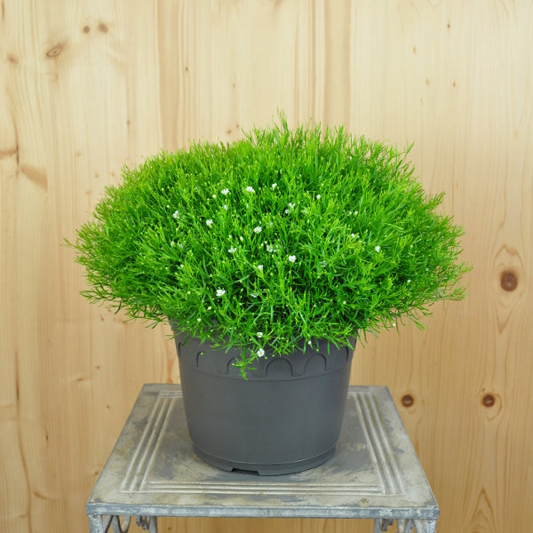 Mauergipskraut Gypsophila muralis Gypsy Weiss – Saisonpflanze für sonnige Standorte