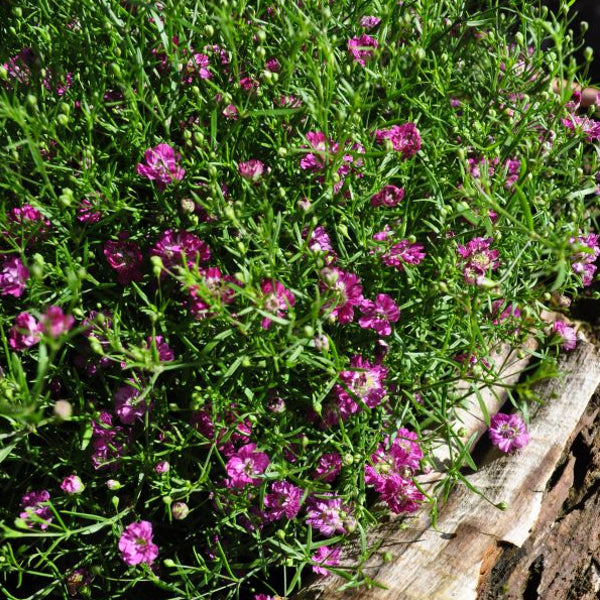 Mauergipskraut Gypsophila muralis Gypsy Pink im 14er Topf