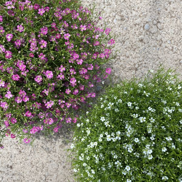 Mauergipskraut Gypsophila muralis Gypsy Weiss – Saisonpflanze für sonnige Standorte