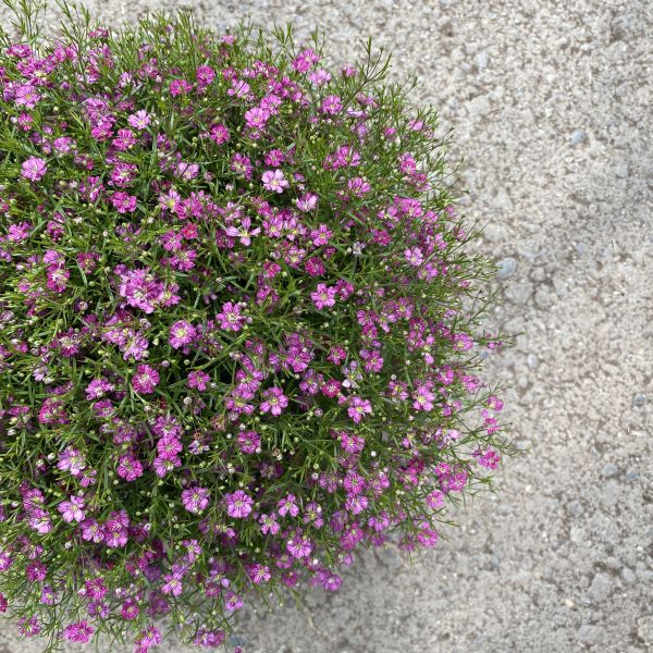 Mauergipskraut Gypsophila muralis Gypsy Pink – Pinke Blütenpracht aus Schweizer Produktion