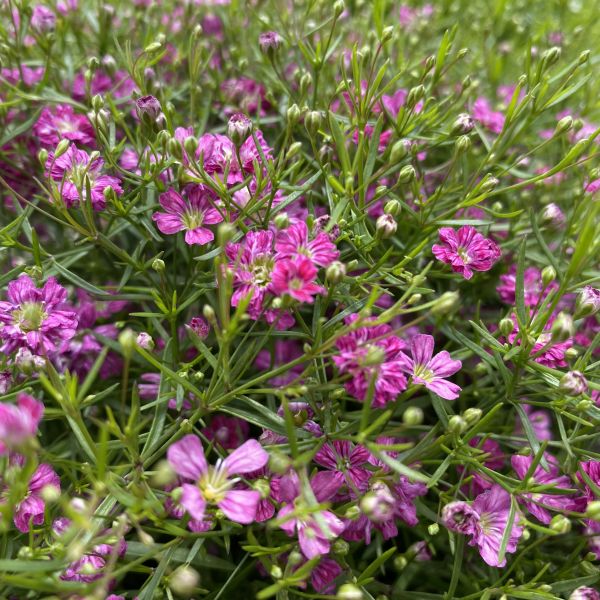 Mauergipskraut Gypsophila muralis Gypsy Pink im 30er Topf aus Schweizer Produktion