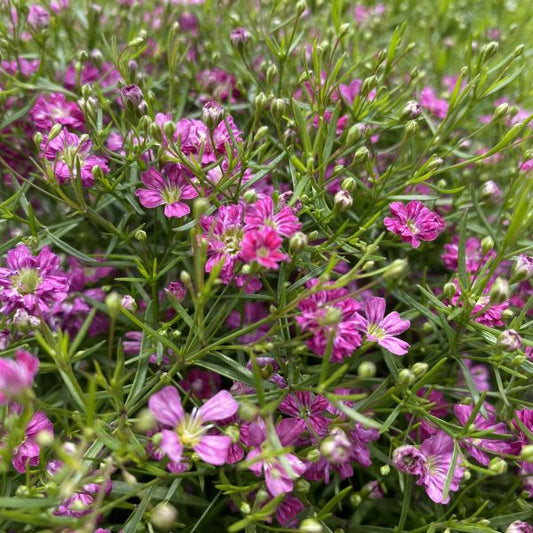 Mauergipskraut Gypsophila muralis Gypsy Pink – Pinke Blütenpracht aus Schweizer Produktion