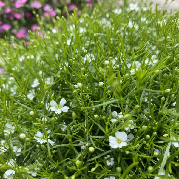 Mauergipskraut Gypsophila muralis Gypsy Weiss – Saisonpflanze für sonnige Standorte