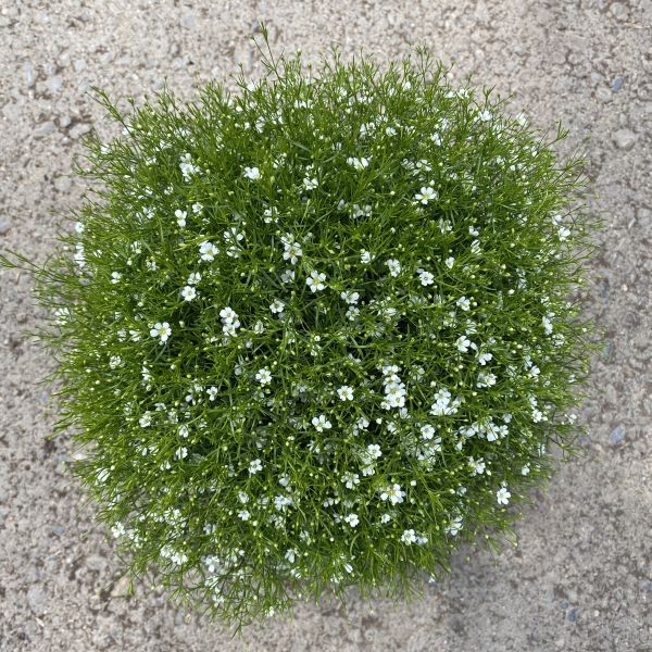 Mauergipskraut Gypsophila muralis Gypsy Weiss im 14er Topf