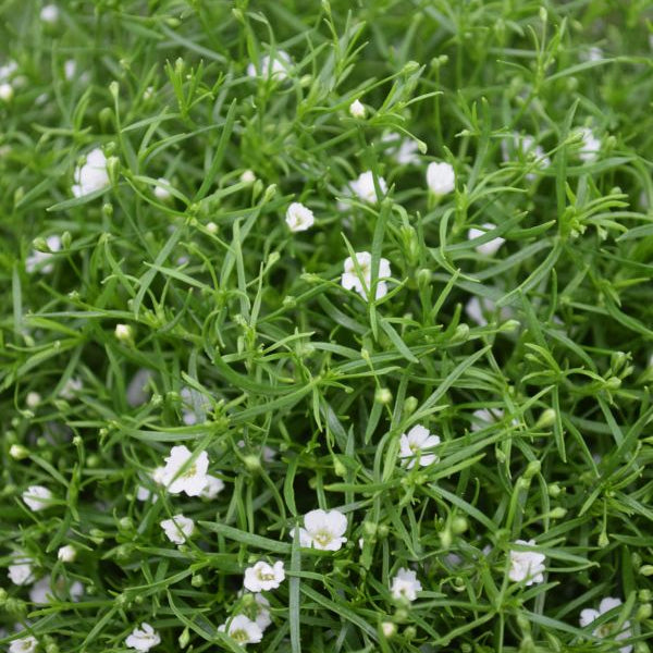 Mauergipskraut Gypsophila muralis Gypsy Weiss – Saisonpflanze für sonnige Standorte