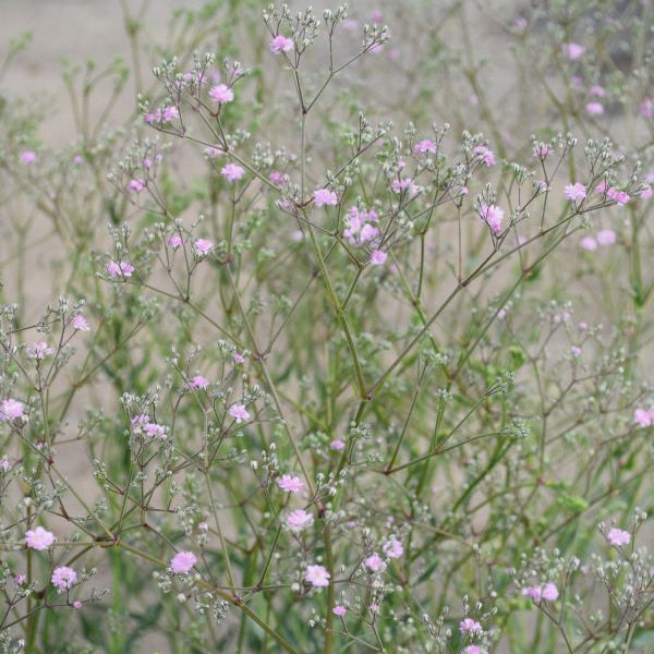 Schleierkraut Maytime – Rosa Blütenschmuck aus Schweizer Produktion