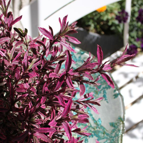 Die Strauchveronika mit rot-violettem Austrieb - Hebe Magic Summer